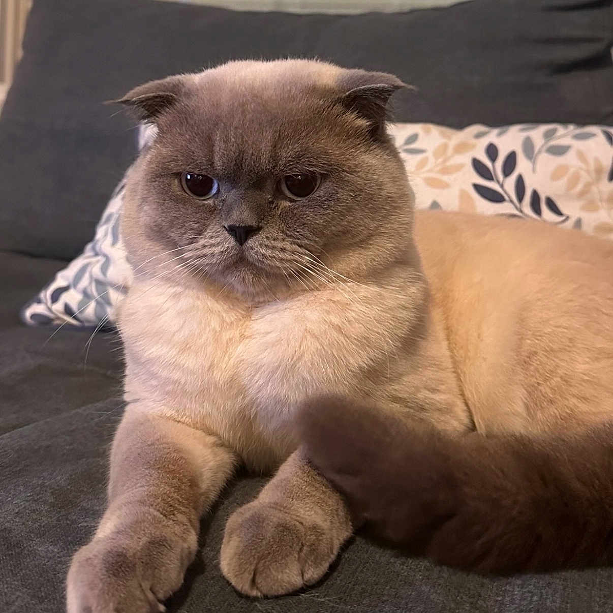 Socket participe au concours pour gagner de l'argent avec cette photo : animal, beige, cat, close_up, couch, cozy, furry, gray, grumpy, indoor, patterned_pillow, paws, pet, pillow, plush_fur, portrait, scottish_fold, sleepy, tail, whiskers