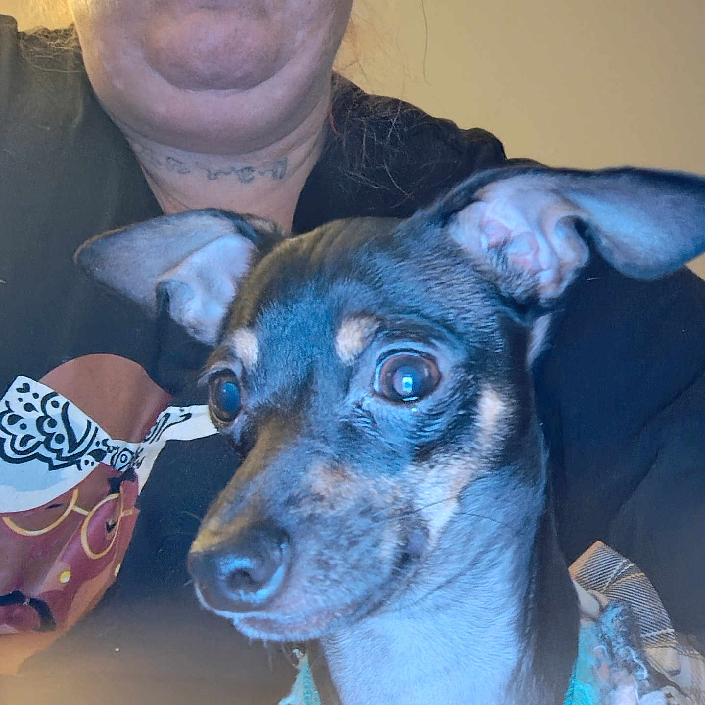 Stank Stank joined the competition — help win amazing prizes! animal, casual, close_up, clothing, collar, companion, cute, dog, ears, expression, eyes, face, furry, home, human, indoor, light, person, pet, portrait