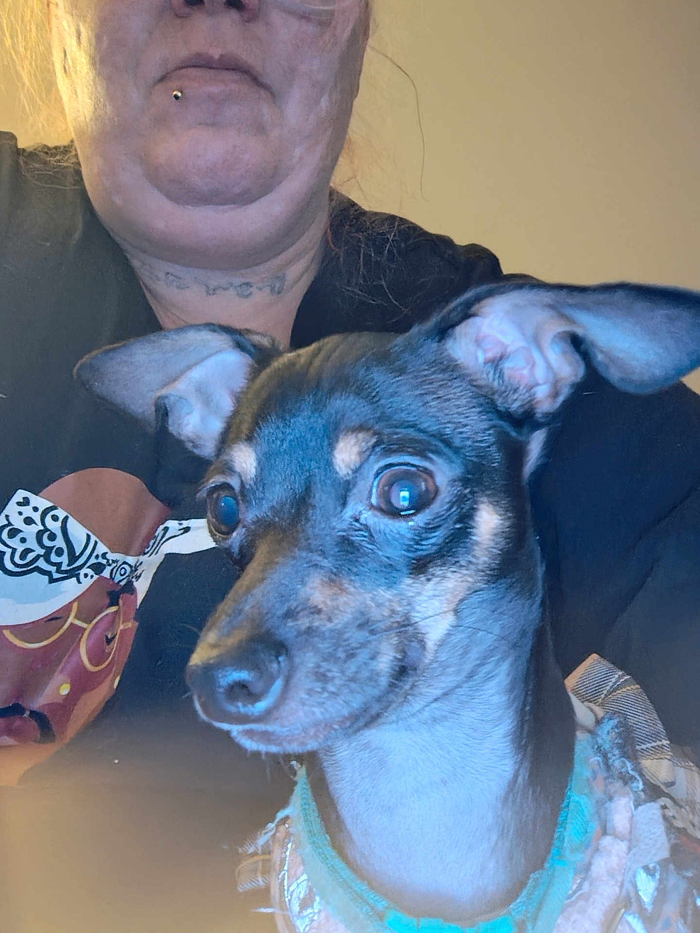 Stank Stank joined the competition — help win amazing prizes! dog, person, collar, close_up, indoor, pet, animal, face, ears, eyes, clothing, portrait, human, light, expression, casual, cute, furry, companion, home