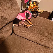 Stank Stank is registered to the contest to win money with this photo: dog, sleeping, pink_dress, couch, brown_furniture, ceramic_rooster, table, indoor, pet, resting, cozy, collar, small_dog, decor, home, relaxing, animal, furniture, stuffed, quiet