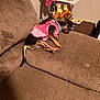 dog, sleeping, pink_dress, couch, brown_furniture, ceramic_rooster, table, indoor, pet, resting, cozy, collar, small_dog, decor, home, relaxing, animal, furniture, stuffed, quiet