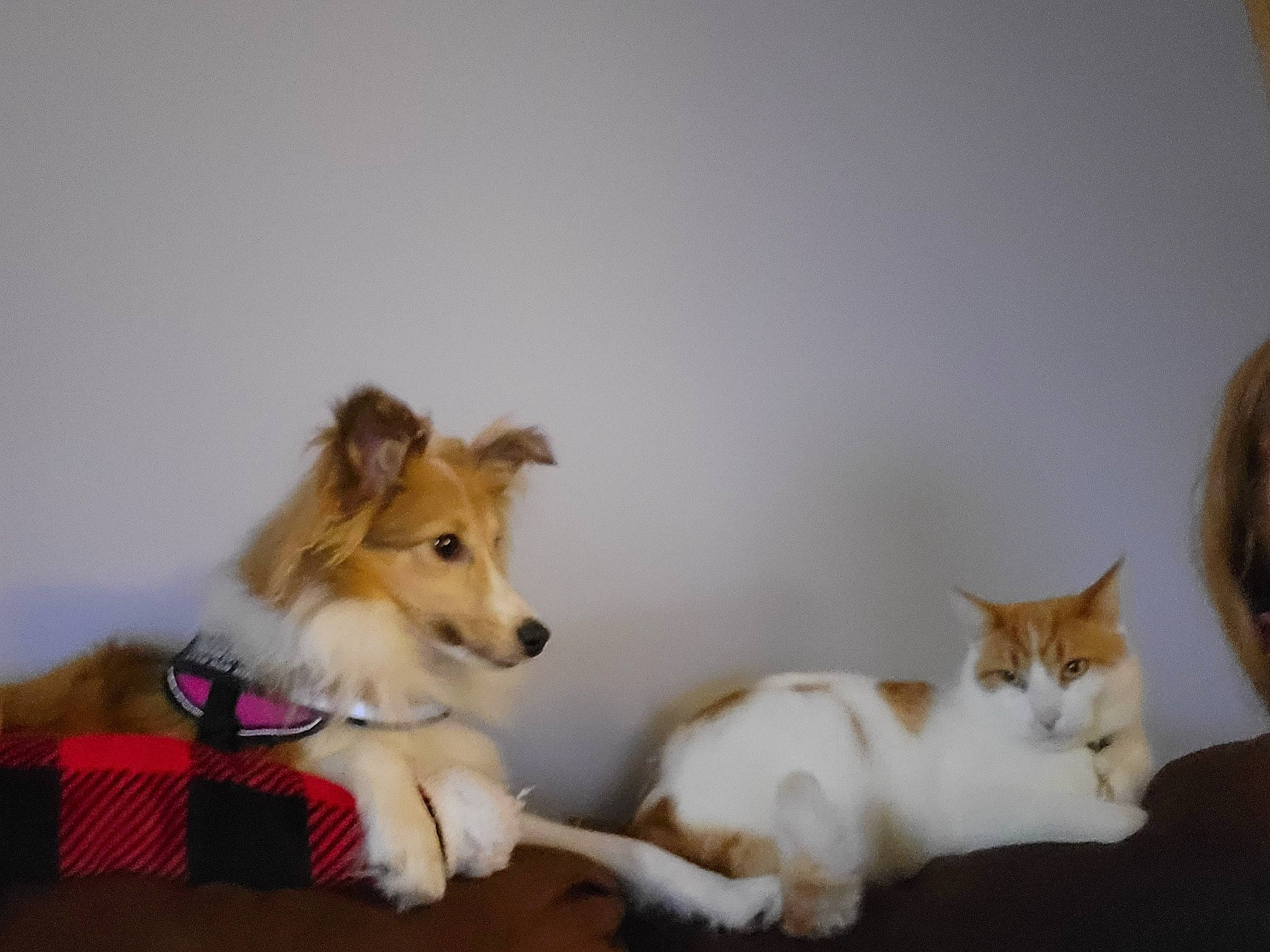 Sasha is registered to the contest to win money with this photo: canidae, carnivore, cat, companion_dog, dog, dog_breed, dog_supply, domestic_short_haired_cat, fawn, felidae, flooring, fur, paw, small_to_medium_sized_cats, snout, sporting_group, tail, toy, whiskers, wood