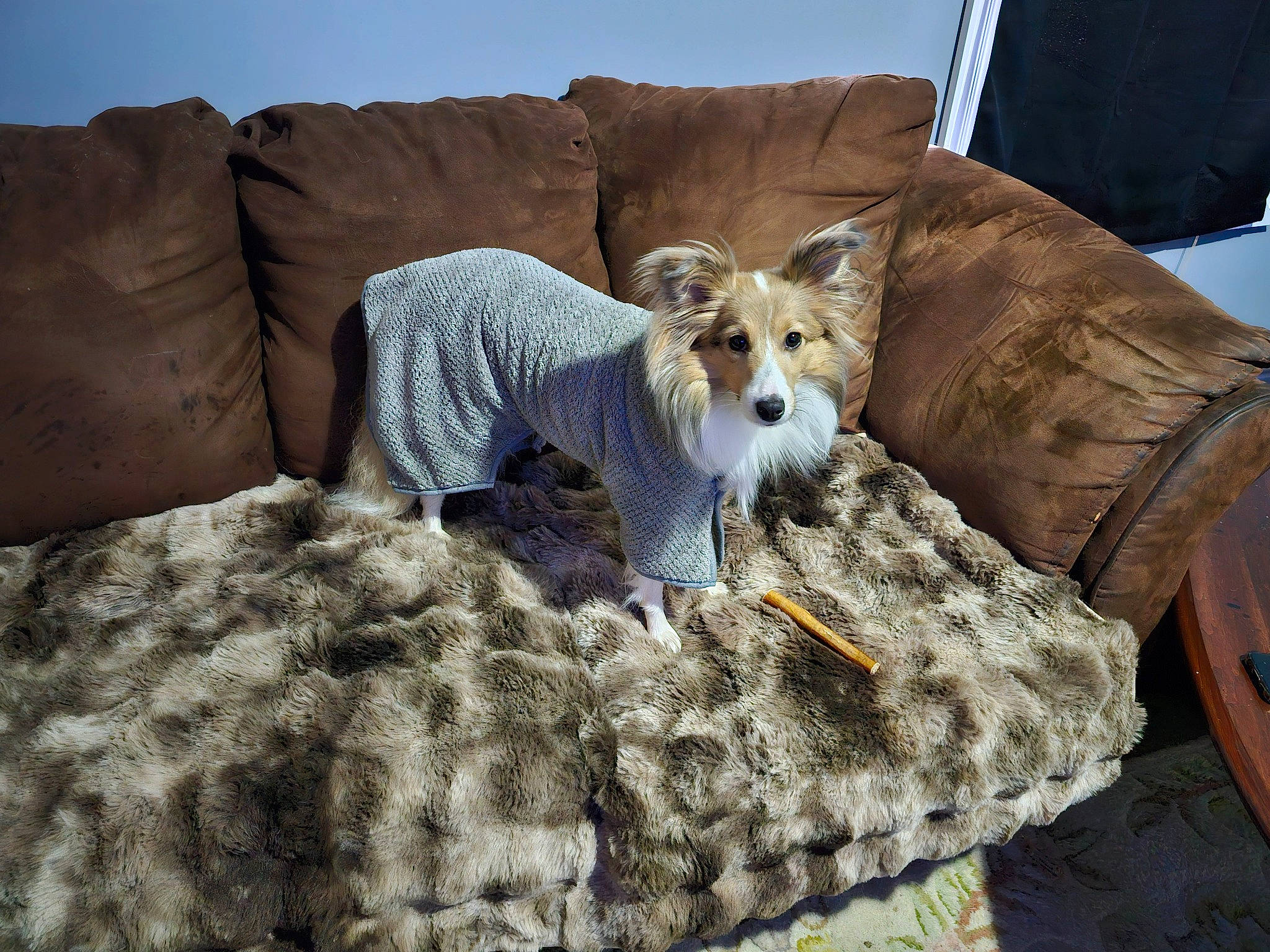 Sasha is registered to the contest to win money with this photo: carnivore, chair, comfort, companion_dog, couch, dog, dog_breed, dog_supply, fawn, flooring, furniture, grass, linens, pillow, small_terrier, terrestrial_animal, terrier, throw_pillow, toy_dog, working_animal