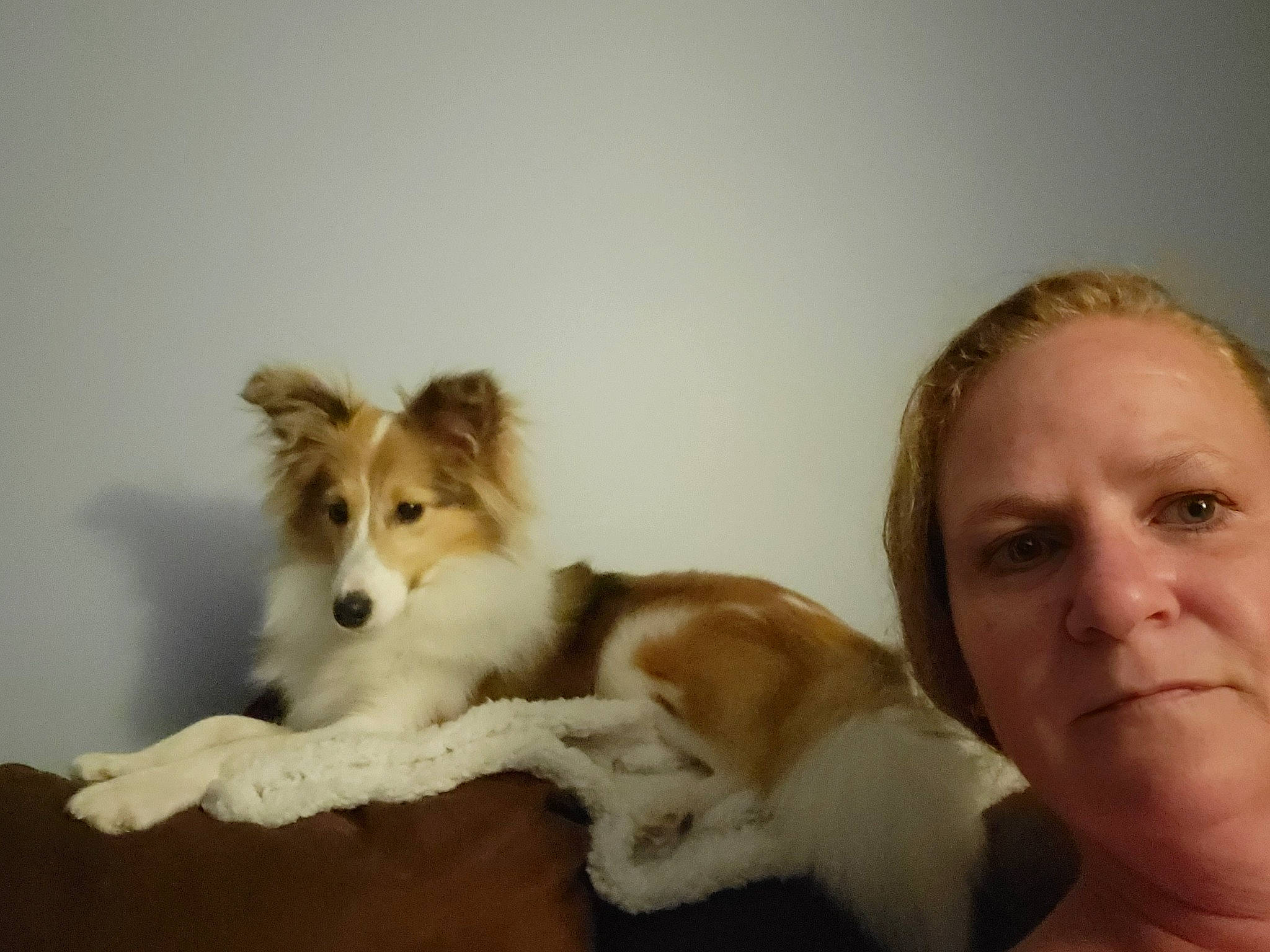 Sasha is registered to the contest to win money with this photo: canidae, carnivore, collie, comfort, companion_dog, dog, dog_breed, ear, fawn, felidae, fur, gesture, happy, head, rough_collie, snout, sporting_group, terrestrial_animal, toy, whiskers