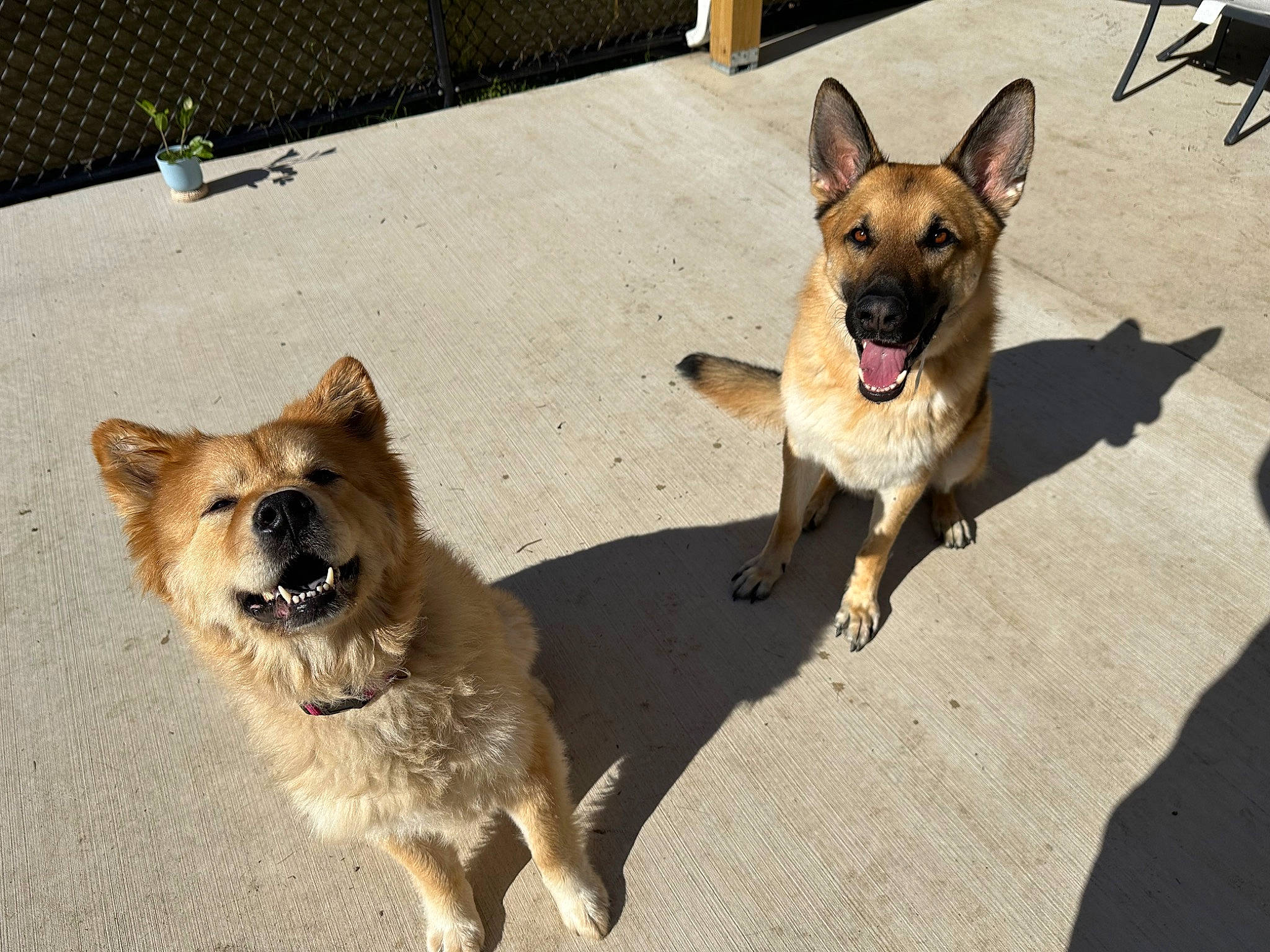 Zoe is registered to the contest to win money with this photo: canidae, carnivore, collar, companion_dog, dog, dog_breed, dog_collar, dog_supply, east_european_shepherd, fawn, herding_dog, leash, old_german_shepherd_dog, paw, pet_supply, snout, sporting_group, tail, working_animal, working_dog