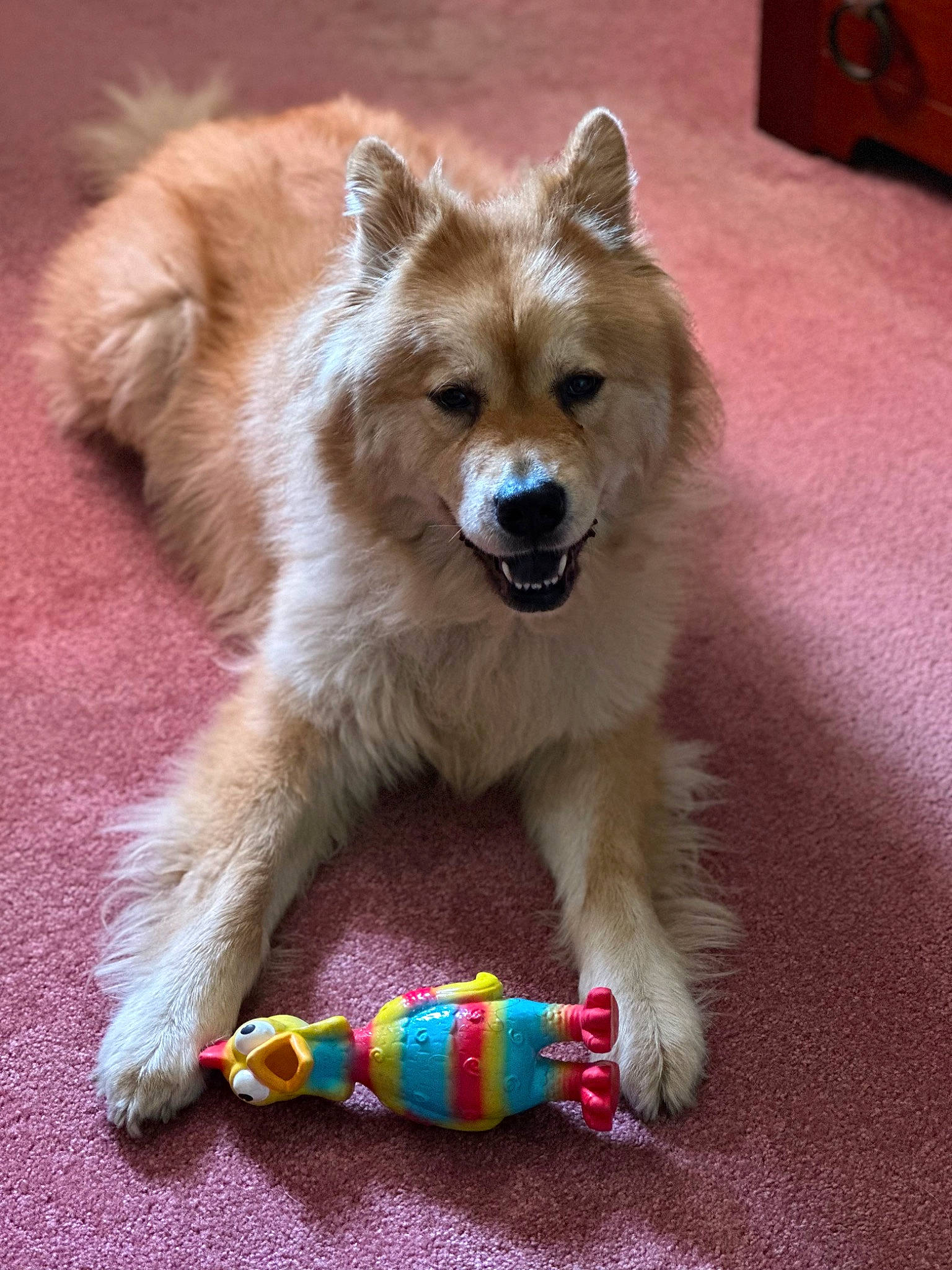 Zoe joined the competition — help win amazing prizes! ancient_dog_breeds, canidae, carnivore, collar, companion_dog, dog, dog_breed, dog_supply, fashion_accessory, fawn, fur, german_spitz, paw, snout, spitz, sporting_group, tail, terrestrial_animal, whiskers, working_dog