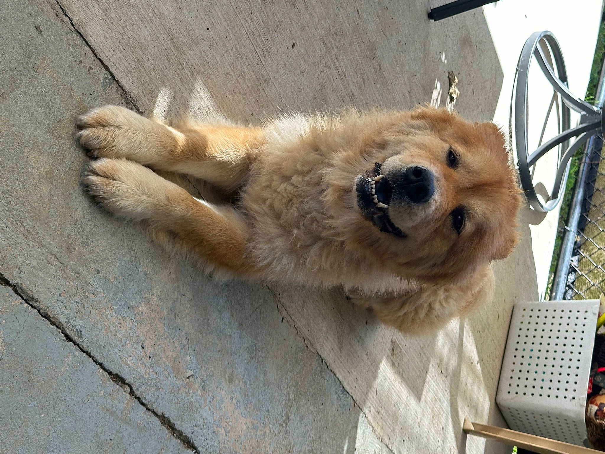 Zoe is registered to the contest to win money with this photo: ancient_dog_breeds, canidae, carnivore, claw, collar, companion_dog, dog, dog_breed, fawn, fur, paw, puppy, spitz, sporting_group, street_dog, tail, terrestrial_animal, whiskers, wildlife, working_animal