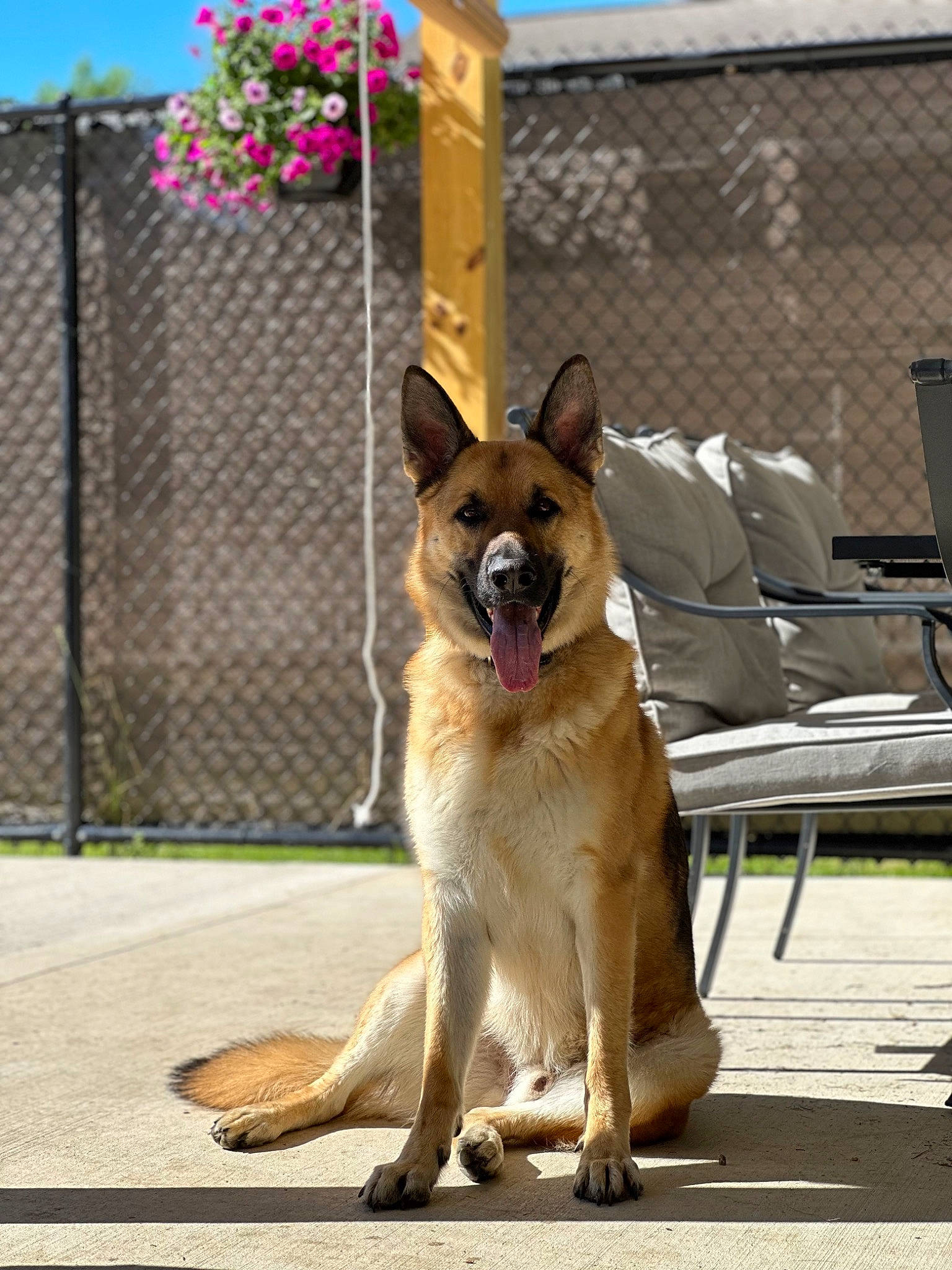 Max is registered to the contest to win money with this photo: belgian_shepherd_malinois, carnivore, collar, companion_dog, dog, dog_breed, dog_collar, dog_supply, east_european_shepherd, fawn, fence, flower, german_shepherd_dog, herding_dog, king_shepherd, old_german_shepherd_dog, outdoor_furniture, pet_supply, sky, snout