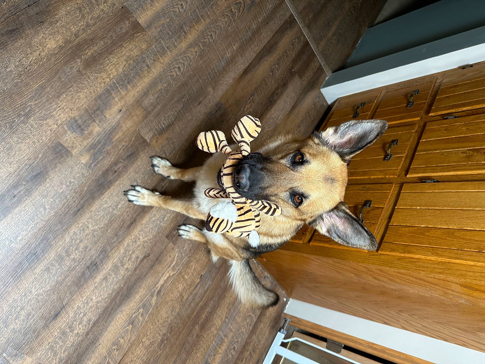 Max is registered to the contest to win money with this photo: canidae, carnivore, companion_dog, dog, dog_breed, fawn, felidae, flooring, fur, hardwood, pet_supply, plywood, snout, sporting_group, stuffed_toy, tail, toy, whiskers, wood, wood_stain