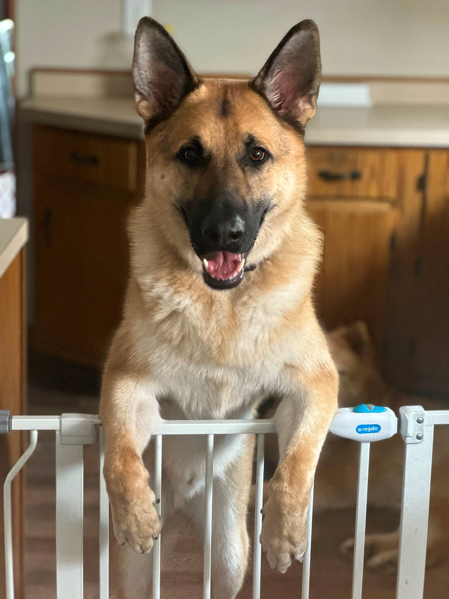 Max joined the competition — help win amazing prizes! ancient_dog_breeds, canidae, carnivore, collar, companion_dog, dog, dog_breed, dog_collar, door, fang, fawn, fence, fur, herding_dog, jaw, pet_supply, snout, sporting_group, working_animal, working_dog