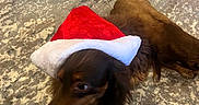 Holly joined the competition — help win amazing prizes! dog, santa_hat, brown_dog, white_dog, carpet, indoor, pet, animal, fur, holiday, christmas, decor, lying_down, cute, domestic, companion, relaxed, two_dogs, patterned_carpet, festive