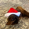dog, santa_hat, brown_dog, white_dog, carpet, indoor, pet, animal, fur, holiday, christmas, decor, lying_down, cute, domestic, companion, relaxed, two_dogs, patterned_carpet, festive