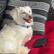 Holly joined the competition — help win amazing prizes! dog, white_dog, collar, cushion, pillow, striped_pattern, red_cushion, black_phone, phone, pet, fluffy, indoor, relaxed, happy, tongue_out, close_up, furniture, woven_chair, resting, portrait