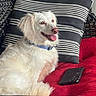 dog, white_dog, collar, cushion, pillow, striped_pattern, red_cushion, black_phone, phone, pet, fluffy, indoor, relaxed, happy, tongue_out, close_up, furniture, woven_chair, resting, portrait