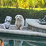 Holly is registered to the contest to win money with this photo: dog, statue, pool, water, reflection, greenery, plants, palm_leaves, outdoor, pet, white_dog, calm, stone, sidewalk, nature, sunlight, daytime, relaxation, animal, sculpture