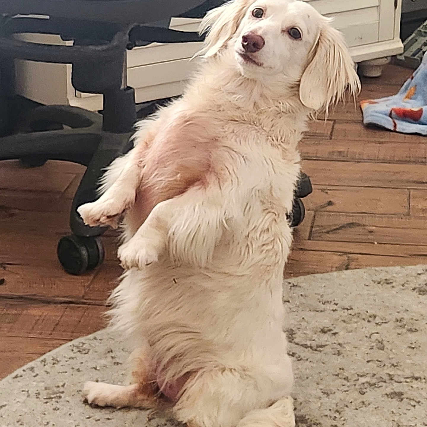 Holly is registered to the contest to win money with this photo: dog, white_dog, sitting, carpet, indoor, curious, fluffy, pet, animal, office_chair, wooden_floor, cabinet, home, furniture, long_hair, tail, ears, floor, looking_up, domestic_animal