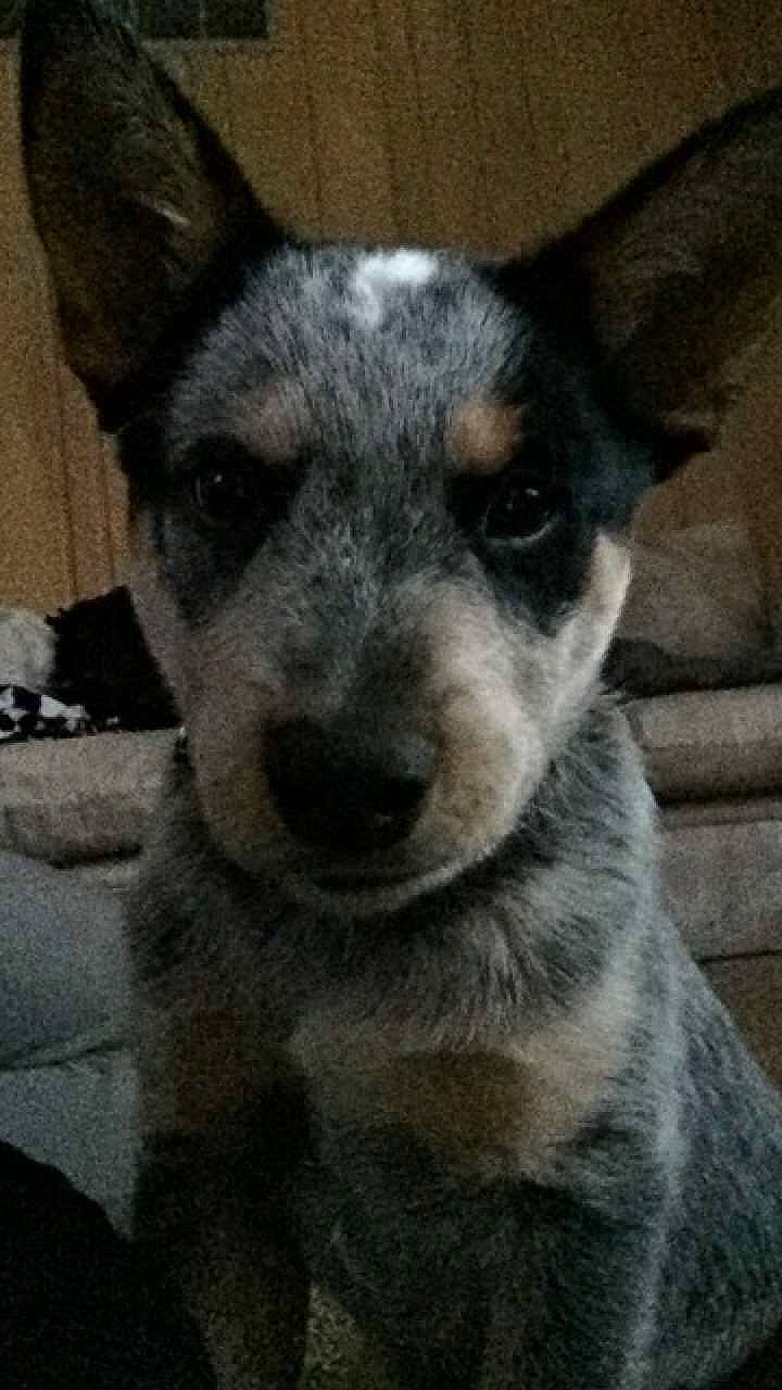 Dooley is registered to the contest to win money with this photo: canidae, carnivore, companion_dog, dog, dog_breed, ear, fur, grey, non_sporting_group, snout, terrestrial_animal, whiskers, working_animal, working_dog