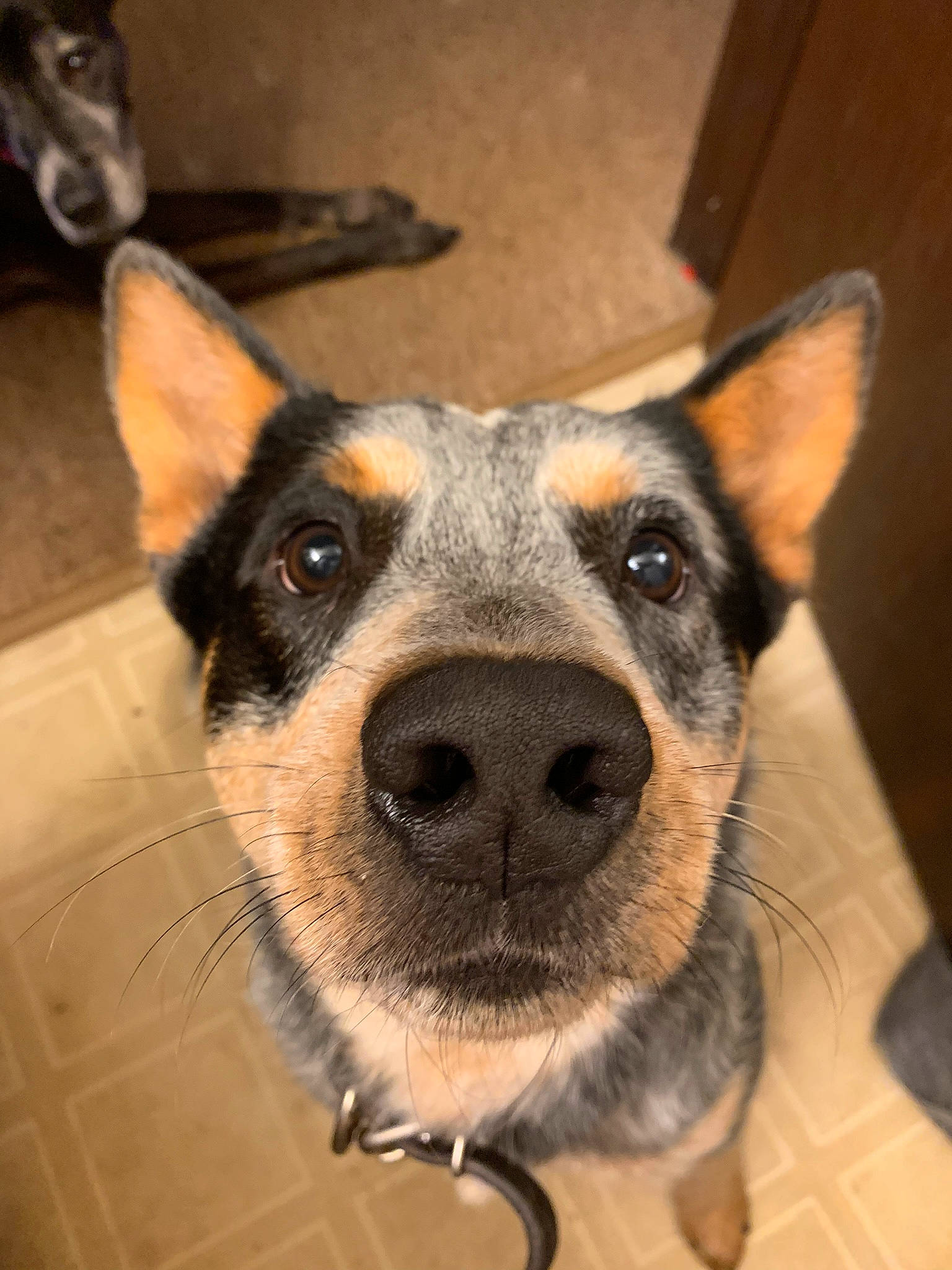 Dooley is registered to the contest to win money with this photo: canidae, carnivore, collar, companion_dog, dog, dog_breed, dog_collar, ear, fur, jaw, pet_supply, snout, sporting_group, whiskers, working_animal, working_dog