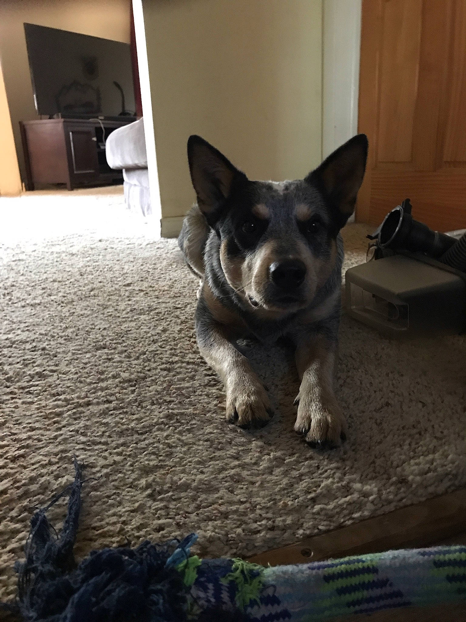 Dooley is registered to the contest to win money with this photo: companion_dog, dog, dog_breed, dog_supply, door, floor, flooring, fur, grey, hardwood, non_sporting_group, paw, snout, tail, television, vertebrate, whiskers, working_animal, working_dog