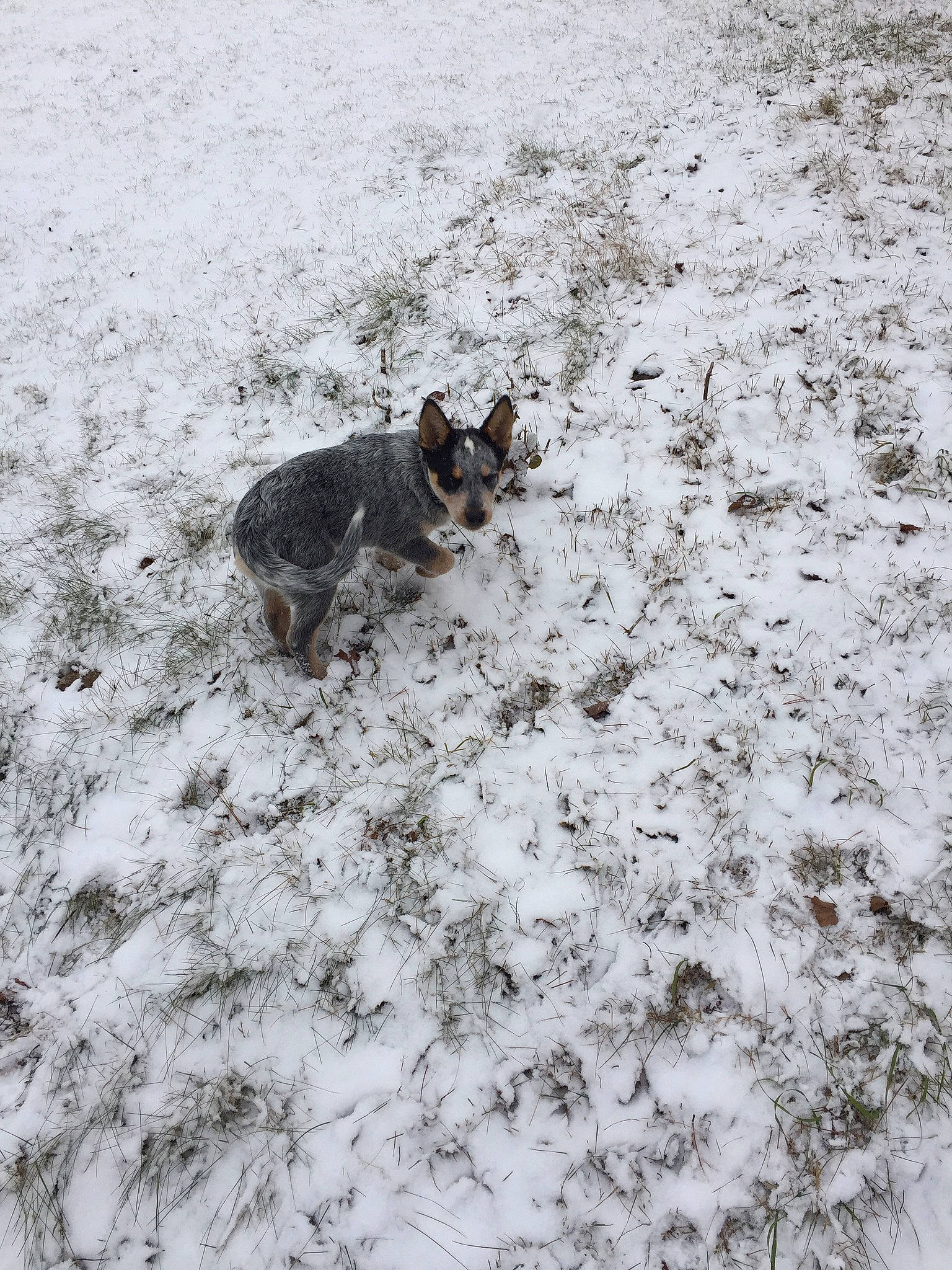 Dooley joined the competition — help win amazing prizes! canidae, carnivore, dog_breed, fawn, felidae, freezing, fur, grass, groundcover, paw, sand, small_to_medium_sized_cats, snout, snow, soil, sporting_group, tail, whiskers, wildlife, winter