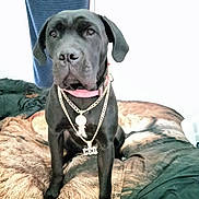 Roxanne joined the competition — help win amazing prizes! dog, black_dog, collar, chain, bed, blanket, fur_pattern, indoor, pet, animal, sitting, portrait, looking_at_camera, curtain, furniture, domestic_animal, cute, canine, accessory, resting