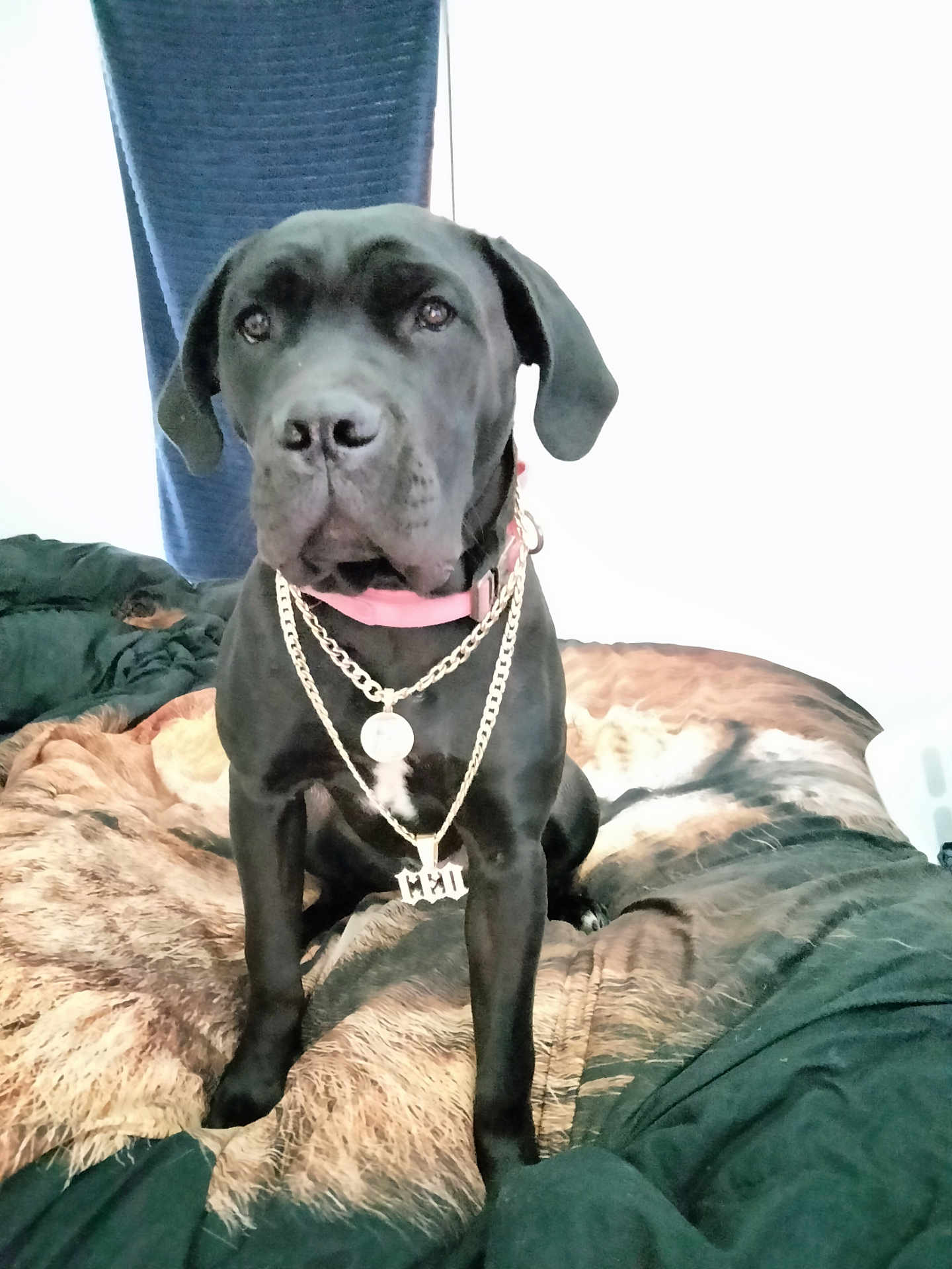 Roxanne joined the competition — help win amazing prizes! dog, black_dog, collar, chain, bed, blanket, fur_pattern, indoor, pet, animal, sitting, portrait, looking_at_camera, curtain, furniture, domestic_animal, cute, canine, accessory, resting