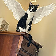 Ghostkitty joined the competition — help win amazing prizes! cat, cozy, curious, domestic, framed_art, furniture, halo, high_angle, indoor, looking_down, paw, perched, pet, portrait, sign, tail, tuxedo_cat, wall, wings, wooden_dresser