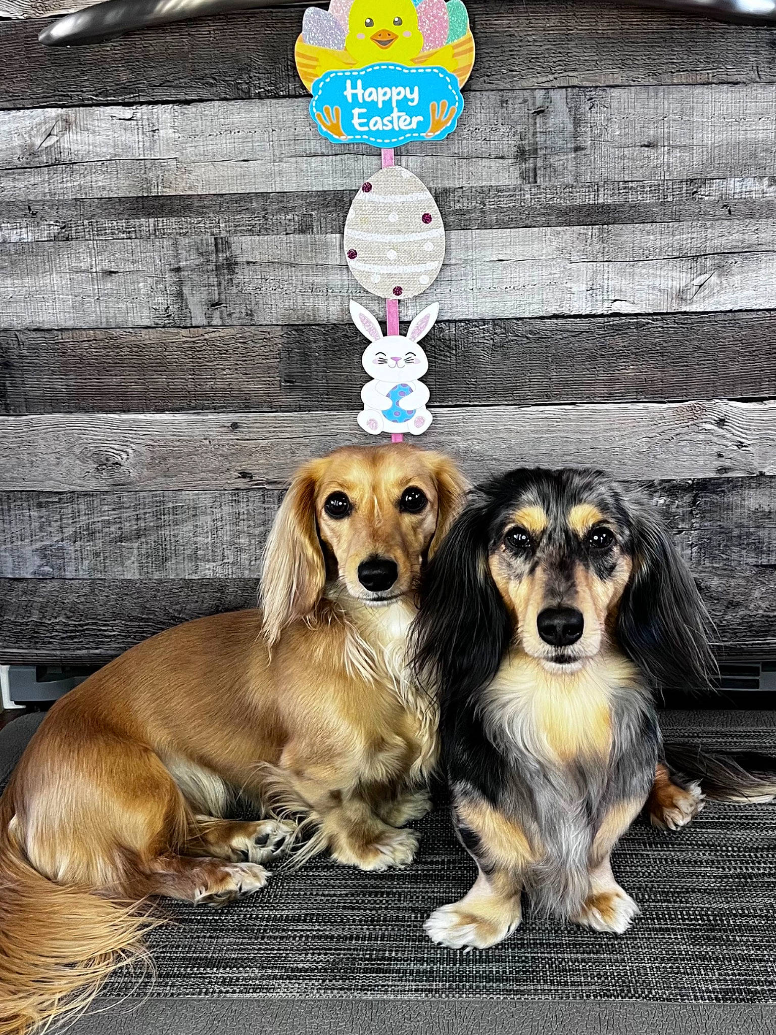Remi joined the competition — help win amazing prizes! art, canidae, carnivore, clock, companion_dog, dog, dog_breed, fashion_accessory, fawn, font, fur, gun_dog, liver, metal, snout, sporting_group, toy, toy_dog, wood, working_animal