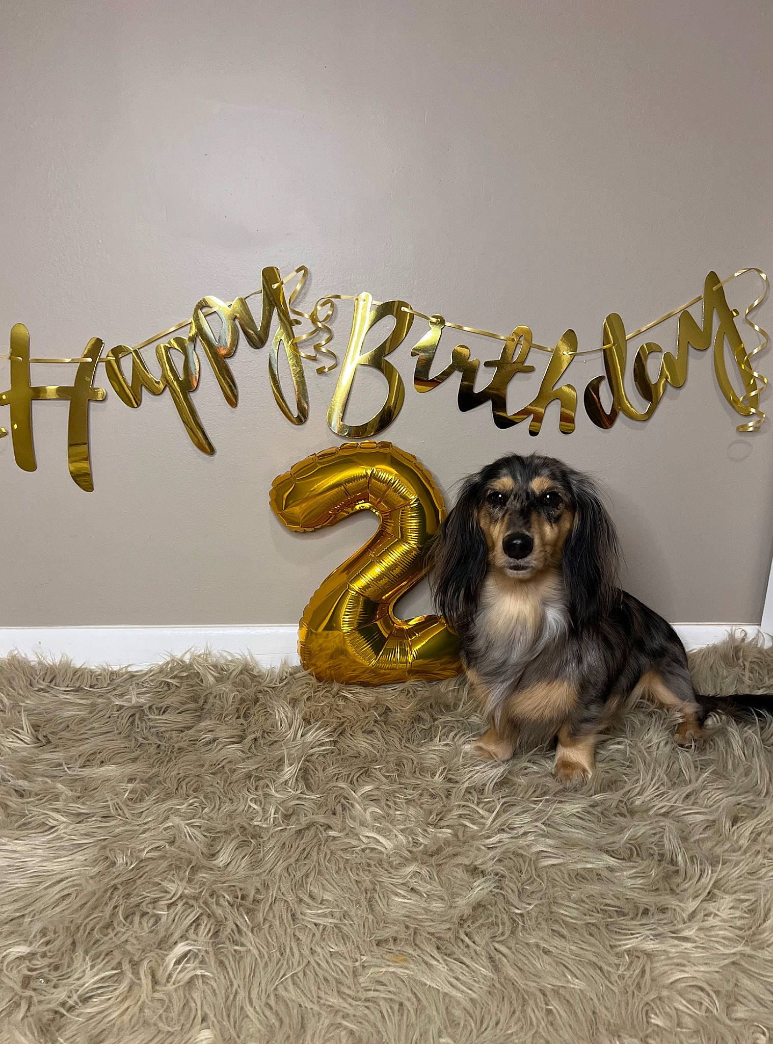 Remi is registered to the contest to win money with this photo: art, companion_dog, flooring, font, graphics, happy, illustration, logo, metal, terrestrial_animal, visual_arts, wood