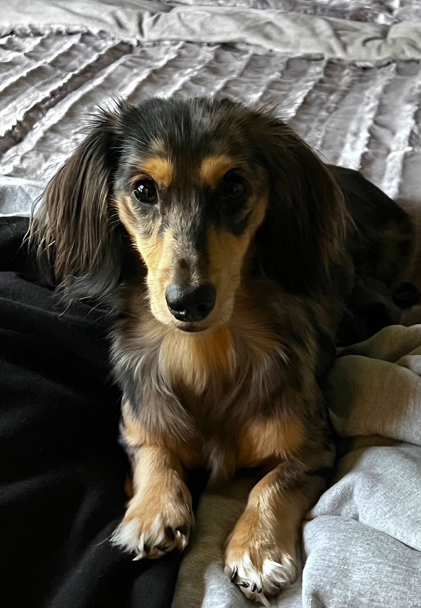 Remi is registered to the contest to win money with this photo: canidae, carnivore, companion_dog, dog, dog_breed, fur, liver, puppy, sporting_group, terrestrial_animal, whiskers, working_dog