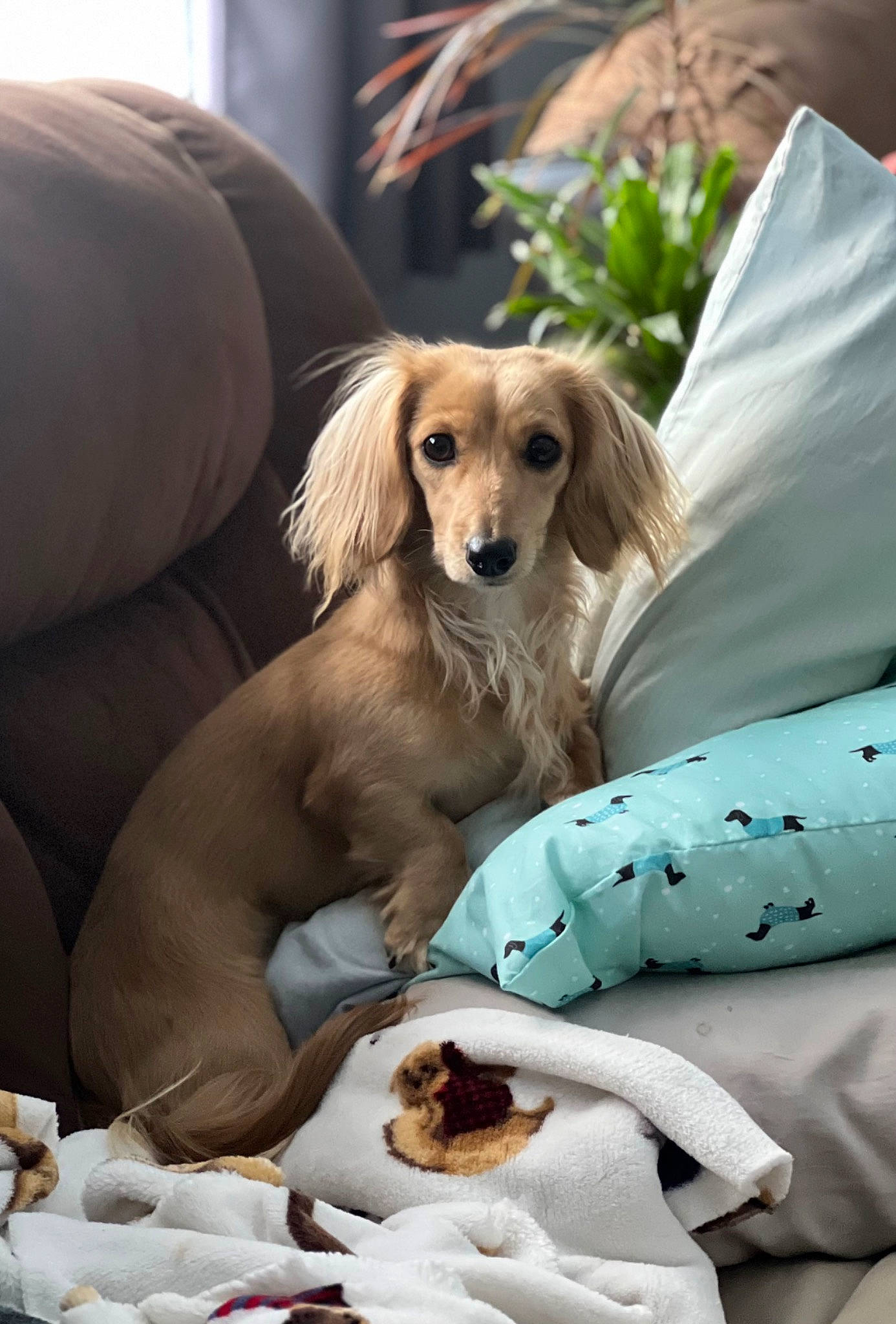 Indie joined the competition — help win amazing prizes! bowl, canidae, carnivore, comfort, comfort_food, companion_dog, couch, dog, dog_breed, dog_supply, fawn, fur, linens, milk, paw, plant, sporting_group, tableware