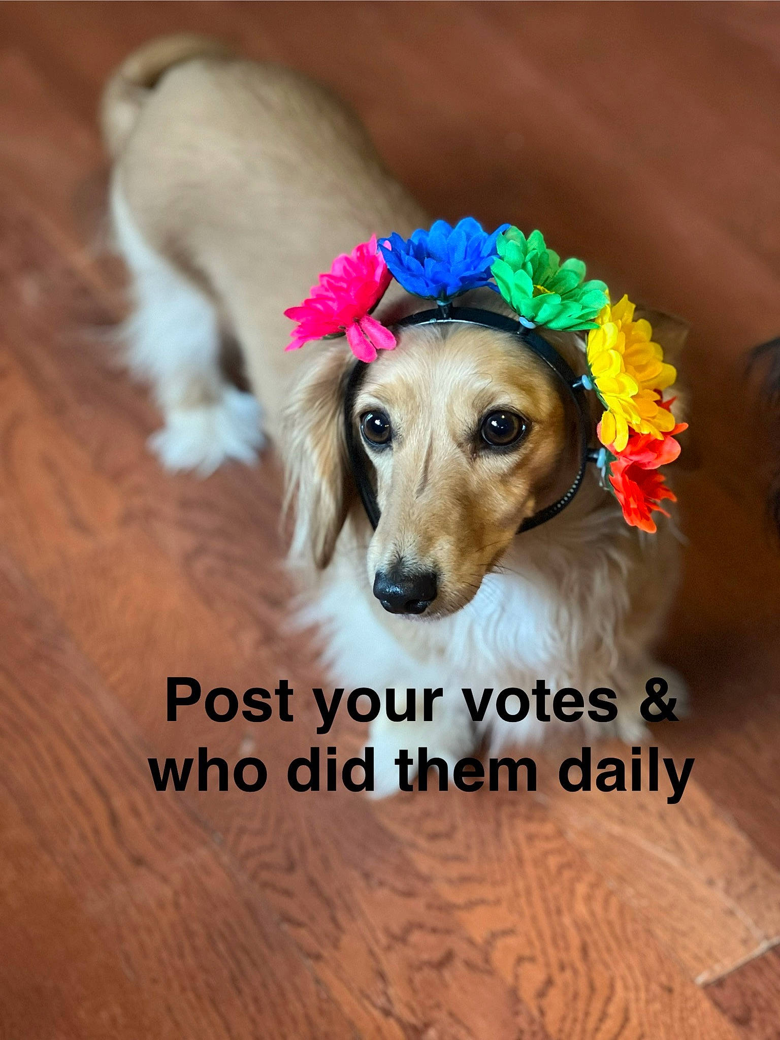 Indie is registered to the contest to win money with this photo: canidae, carnivore, collar, companion_dog, dog, dog_breed, dog_collar, dog_supply, fashion_accessory, fawn, flooring, fur, happy, hardwood, hat, liver, pet_supply, sporting_group, wood, working_animal