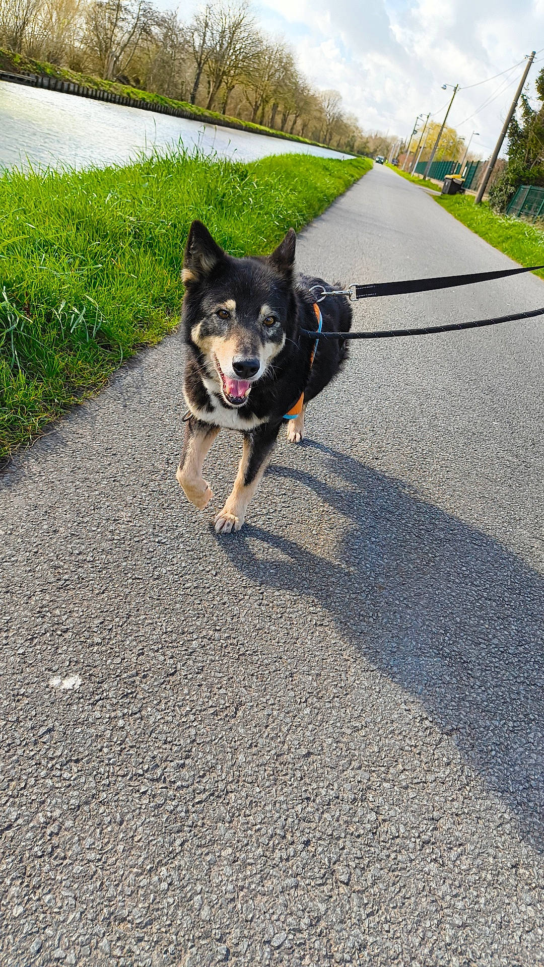 Pistou a rejoint le concours — aidez-le/la à gagner de superbes lots ! accessories, animal, canine, car, city, dog, grass, leash, nature, outdoors, path, pet, plant, puppy, road, strap, street, tarmac, transportation, vehicle