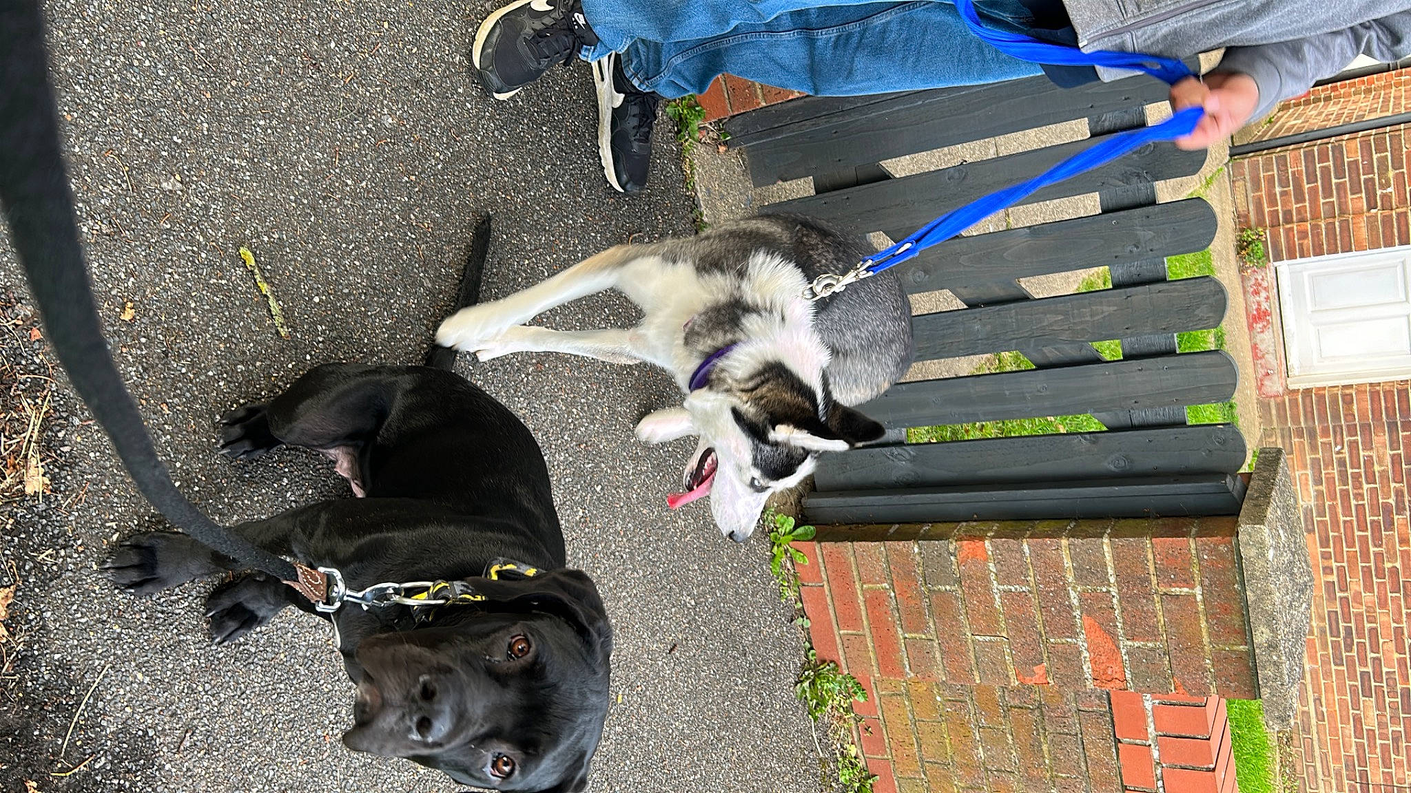 Midnight is registered to the contest to win money with this photo: asphalt, canidae, carnivore, collar, companion_dog, dog, dog_breed, dog_collar, felidae, fur, grass, guard_dog, leash, pet_supply, recreation, road_surface, sporting_group, tail, vertebrate, working_animal