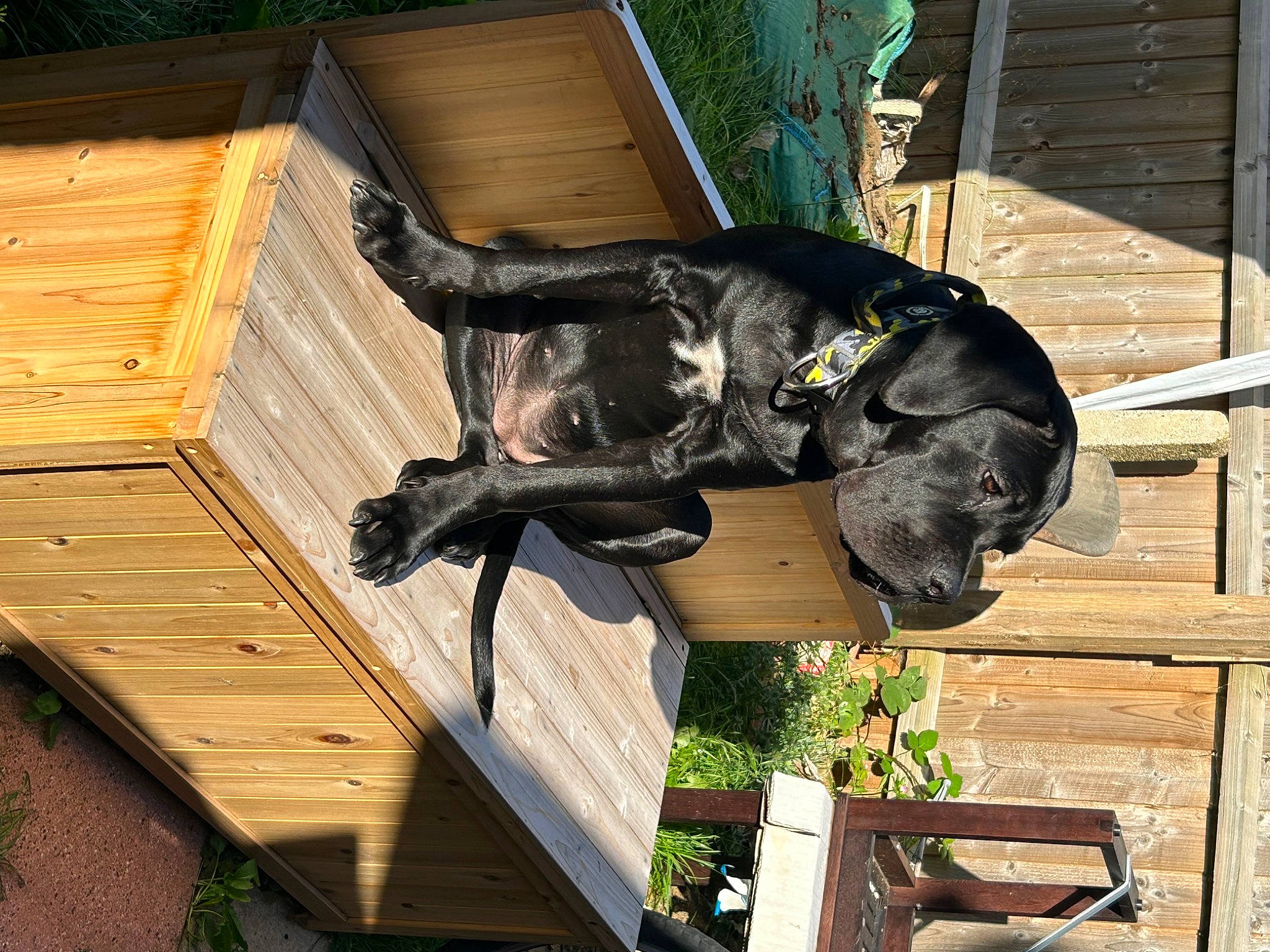 Midnight joined the competition — help win amazing prizes! art, building, canidae, carnivore, companion_dog, dog, dog_breed, fawn, guard_dog, hardwood, house, sculpture, sporting_group, tail, terrestrial_animal, wood, working_animal