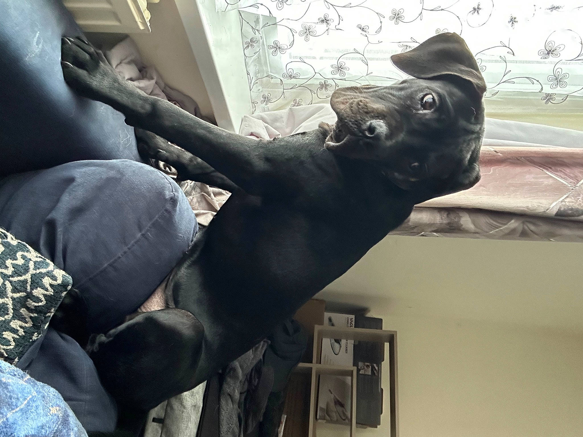 Midnight is registered to the contest to win money with this photo: art, carnivore, comfort, companion_dog, dog, dog_breed, fawn, felidae, gesture, human_leg, metal, sculpture, small_to_medium_sized_cats, snout, sporting_group, statue, tail, tints_and_shades, window, working_animal