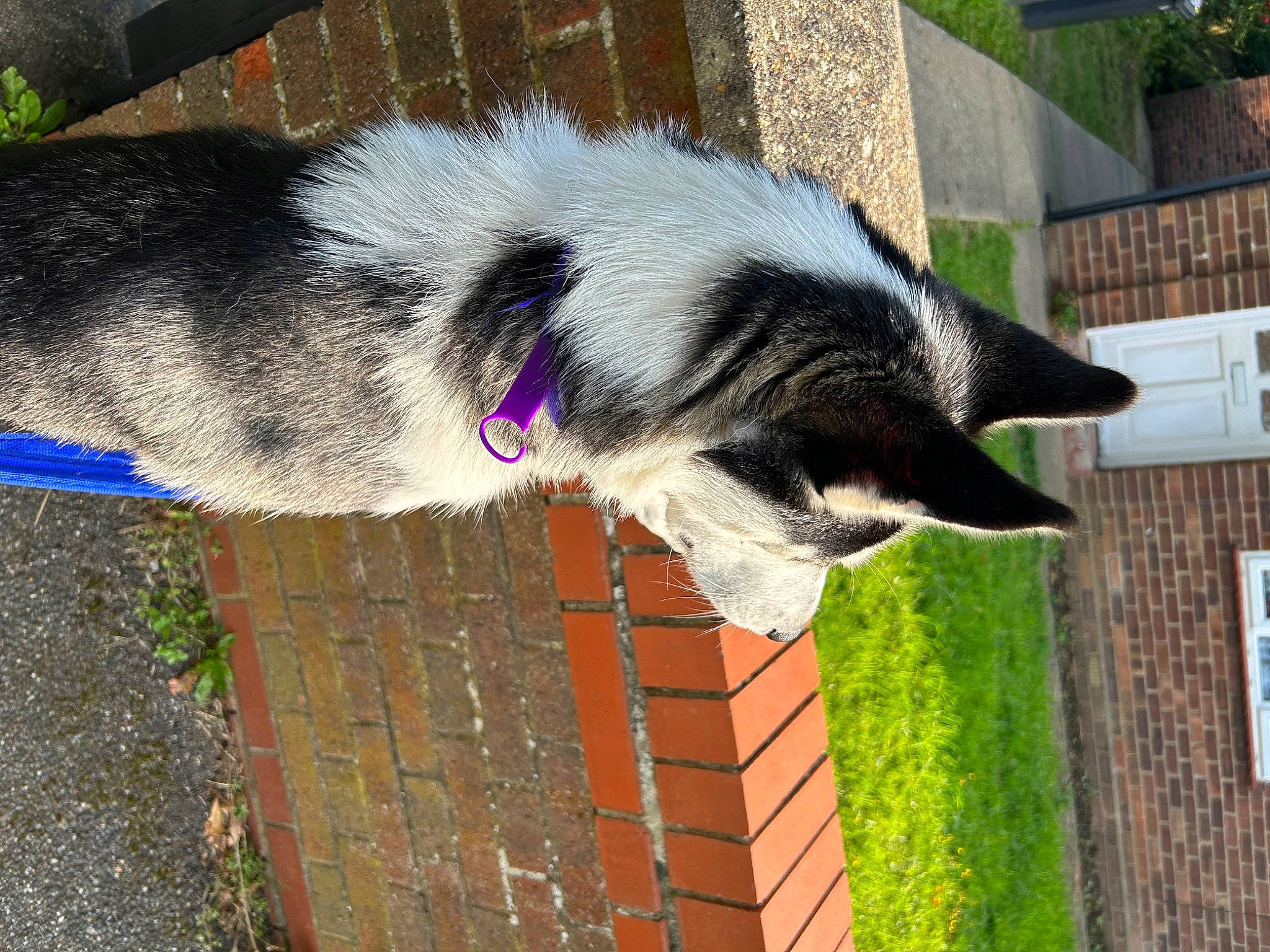 Alaska is registered to the contest to win money with this photo: brick, brickwork, building, canidae, carnivore, dog, dog_breed, fur, grass, house, mesh, plant, snout, sporting_group, tail, tree, window, wood