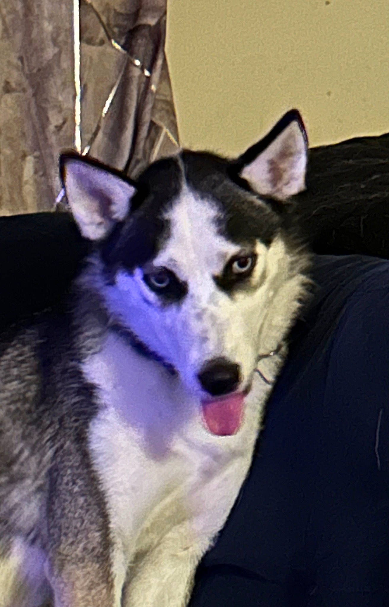 Alaska is registered to the contest to win money with this photo: ancient_dog_breeds, canidae, carnivore, companion_dog, dog, dog_breed, fur, non_sporting_group, sled_dog, sporting_group, terrestrial_animal, working_animal, working_dog