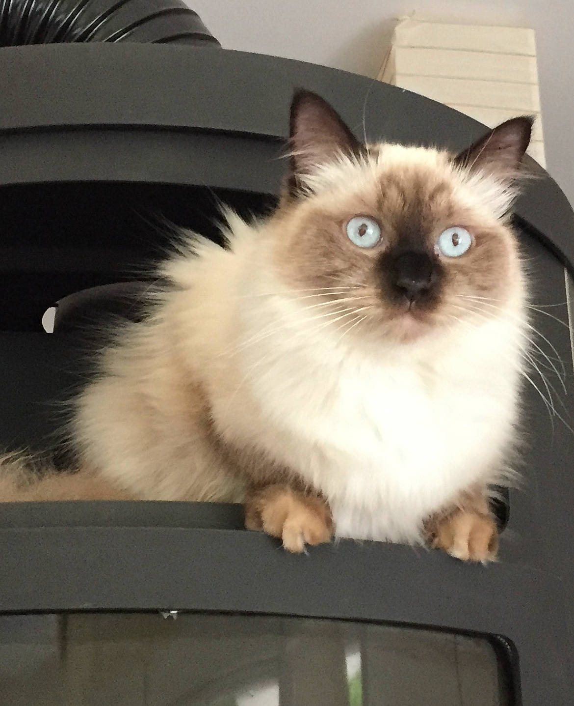 Jolia a rejoint le concours — aidez-le/la à gagner de superbes lots ! balinese, birman, box, carnivore, cat, eye, fawn, felidae, fur, iris, ragdoll, siamese, sitting, small_to_medium_sized_cats, snout, tail, terrestrial_animal, thai, whiskers, windshield