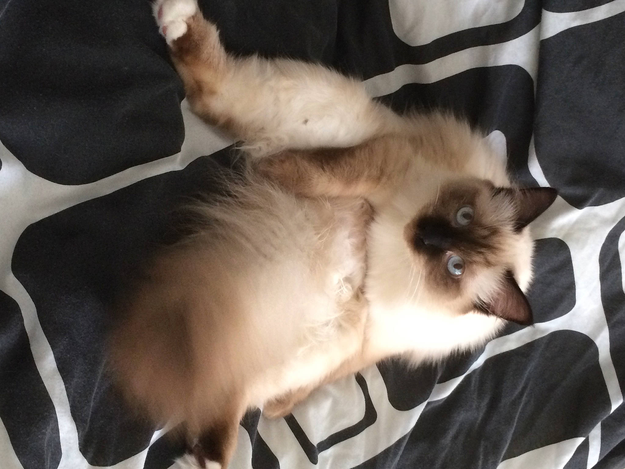 Jolia a rejoint le concours — aidez-le/la à gagner de superbes lots ! balinese, birman, carnivore, cat, claw, comfort, companion_dog, fawn, felidae, fur, siamese, small_to_medium_sized_cats, snout, tail, thai, tonkinese, vertebrate, whiskers