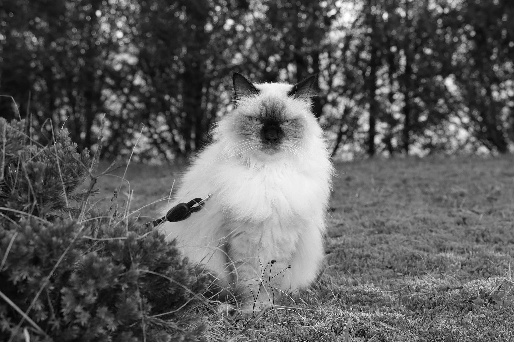 Jolia a rejoint le concours — aidez-le/la à gagner de superbes lots ! black_and_white, carnivore, cat, companion_dog, dog_breed, fawn, felidae, fur, grass, monochrome, monochrome_photography, plant, small_to_medium_sized_cats, snout, sporting_group, style, tail, terrestrial_animal, tree, whiskers