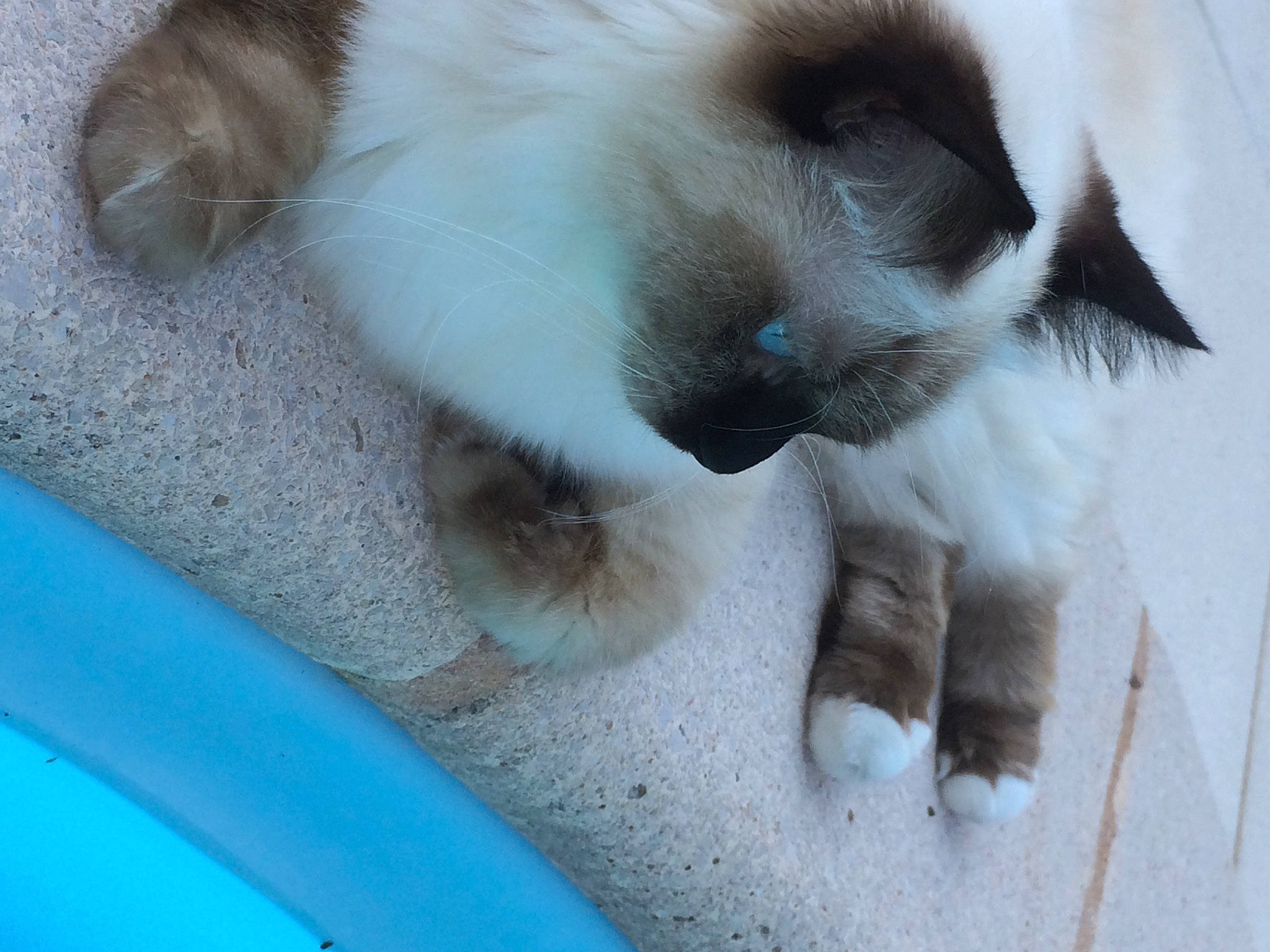 Jolia participe au concours pour gagner de l'argent avec cette photo : canidae, carnivore, companion_dog, dog, dog_breed, fawn, felidae, fur, non_sporting_group, paw, siamese, small_to_medium_sized_cats, snout, sporting_group, tail, whiskers, working_animal