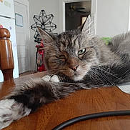 Miss Jenny joined the competition — help win amazing prizes! cat, chair, cozy, decor, domestic, feline, fluffy, fur, home, indoor, kitchen, paw, pet, refrigerator, relaxed, sleepy, tabby, table, whiskers, wooden_table