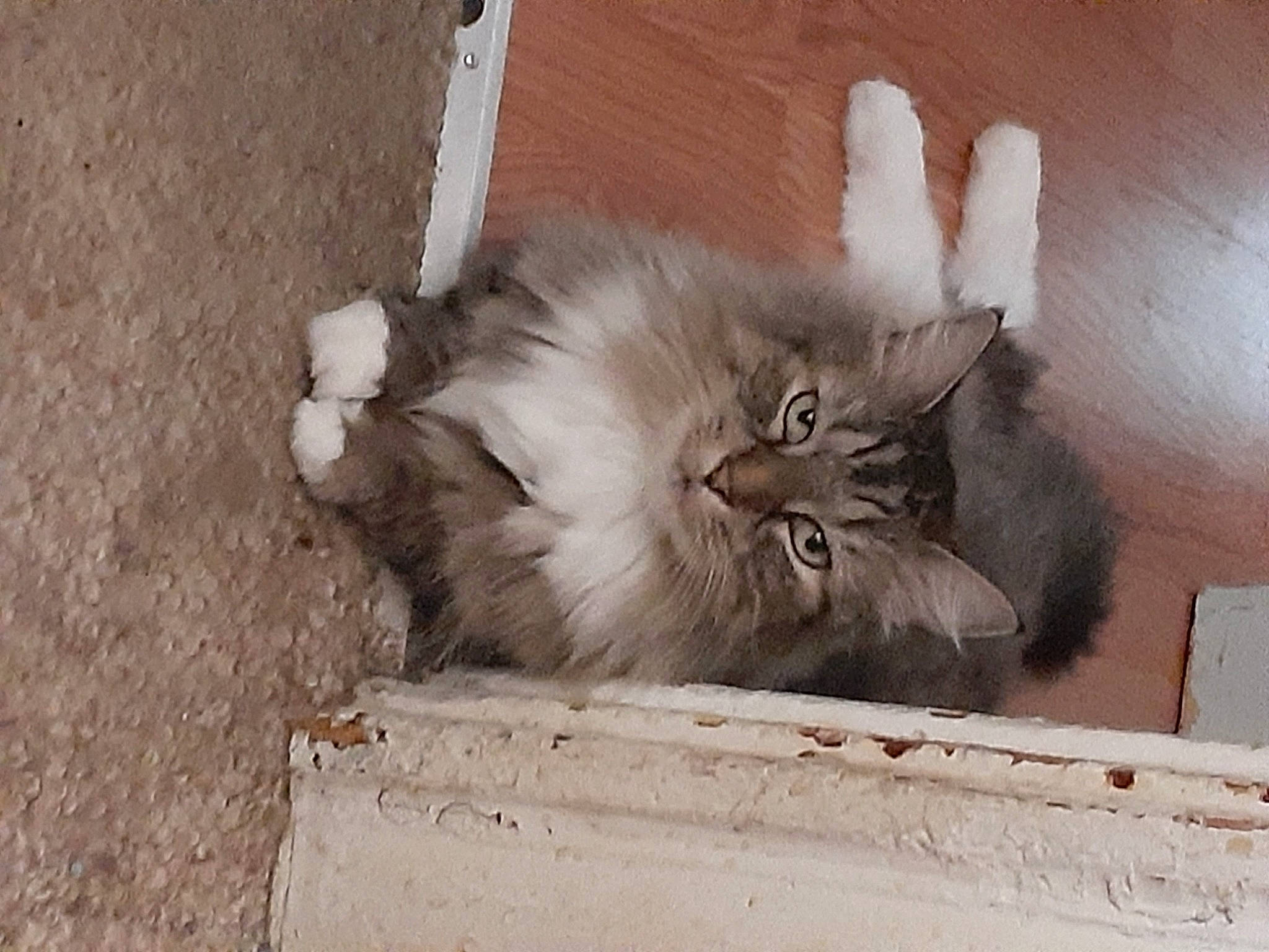 Miss Jenny joined the competition — help win amazing prizes! british_longhair, carnivore, cat, claw, comfort, eye, fawn, felidae, fur, paw, ragdoll, small_to_medium_sized_cats, snout, tail, terrestrial_animal, whiskers, wood