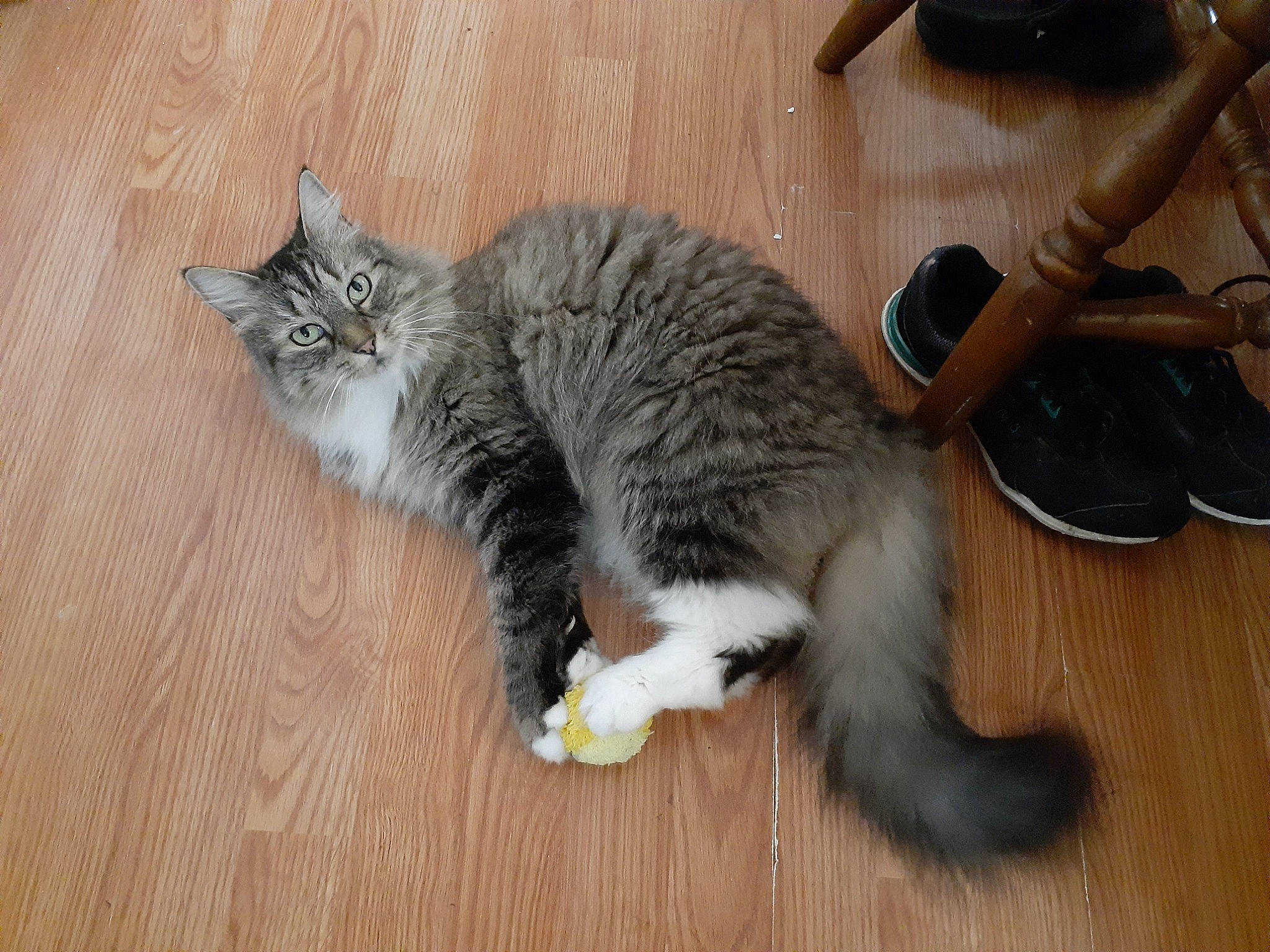 Miss Jenny is registered to the contest to win money with this photo: carnivore, cat, claw, domestic_short_haired_cat, fawn, felidae, floor, flooring, fur, grey, hardwood, laminate_flooring, musical_instrument, paw, small_to_medium_sized_cats, tail, whiskers, wood, wood_flooring, wood_stain