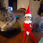 Miss Jenny is registered to the contest to win money with this photo: animal, background, cat, cozy, decor, elf_doll, eyes, face, fluffy_cat, furniture, home, indoor, pet, red_clothing, relaxed, sitting, table, toy, whiskers, wooden_surface