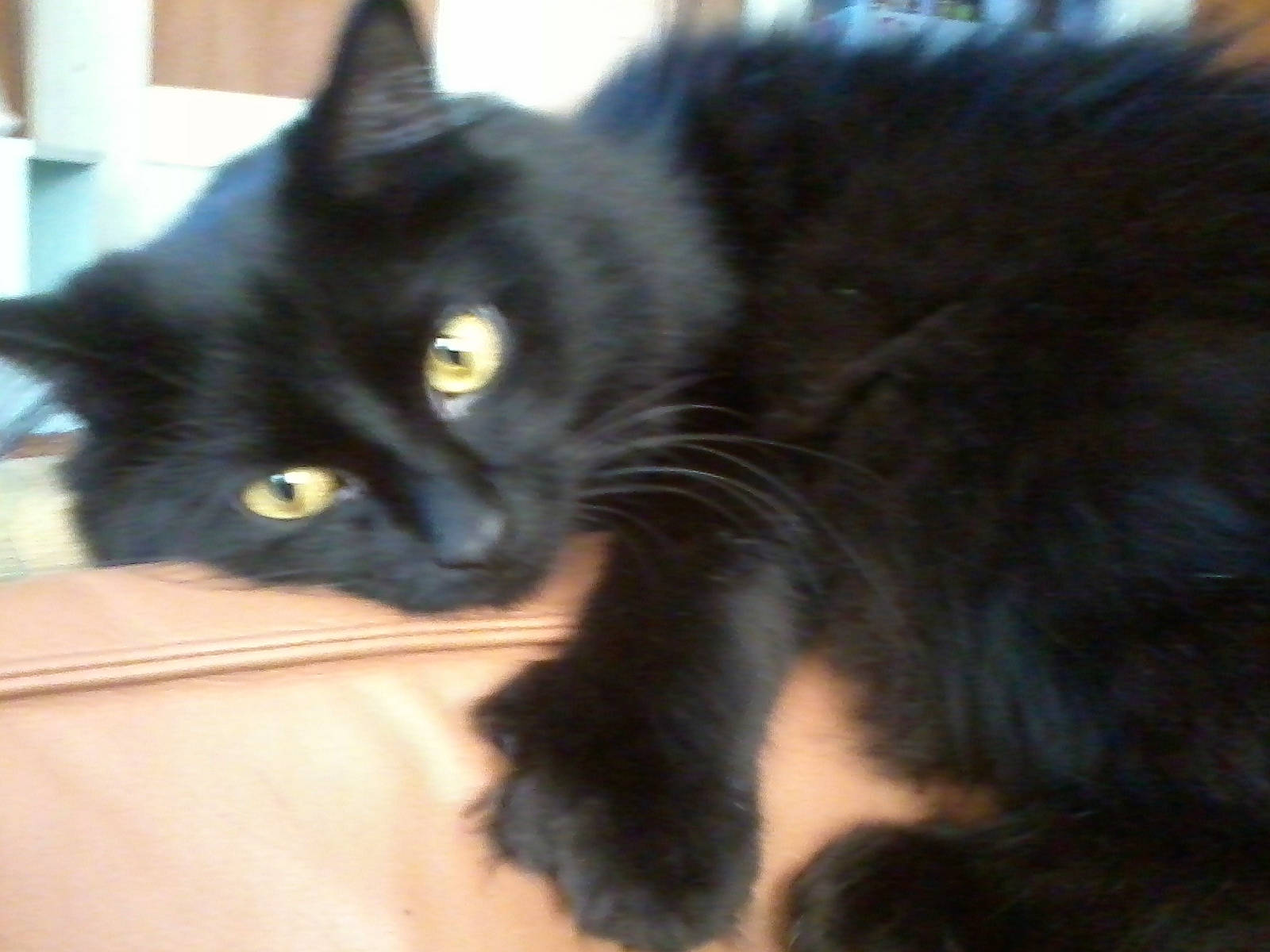 Bear joined the competition — help win amazing prizes! black_cat, bombay, burmese, carnivore, cat, domestic_long_haired_cat, domestic_short_haired_cat, eye, felidae, fur, iris, kitten, mammal, persian, polydactyl_cat, small_to_medium_sized_cats, snout, turkish_angora, vertebrate, whiskers