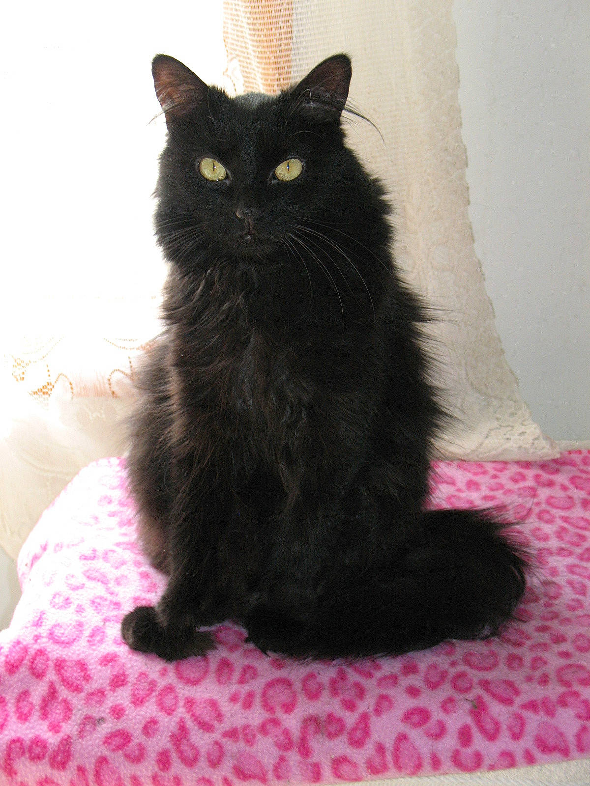 Bear is registered to the contest to win money with this photo: asian, asian_semi_longhair, black, black_cat, bombay, british_semi_longhair, carnivore, cat, claw, domestic_long_haired_cat, domestic_short_haired_cat, eye, felidae, fur, kitten, mammal, norwegian_forest_cat, small_to_medium_sized_cats, vertebrate, whiskers