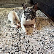 Nala is registered to the contest to win money with this photo: dog, french_bulldog, pet, animal, indoors, living_room, rug, carpet, couch, furniture, lying_down, sitting, black_and_white, brindle, ears, face, eyes, home, portrait, photograph