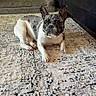 dog, french_bulldog, pet, animal, indoors, living_room, rug, carpet, couch, furniture, lying_down, sitting, black_and_white, brindle, ears, face, eyes, home, portrait, photograph